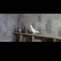 خرید فروش کبوتر پیدا شده