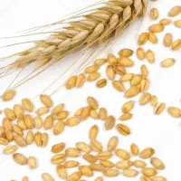 80کیلو گرم گندم ریجاب بوجاری شده