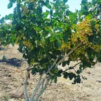 باغ پسته ۳۰۰۰ متری جباراباد دینور