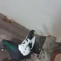 نر وماده