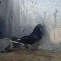 کبوتر دمسفید