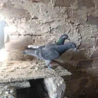 کبوتر پلاکی پدر مادر دار