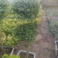 گیاه مورت|گل و گیاه طبیعی|کرج, ملک‌آباد|دیوار