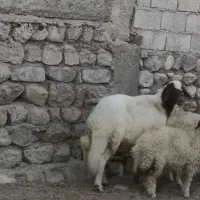 فروش شیشک قوچ سنجابی|حیوانات مزرعه|آبدانان, |دیوار