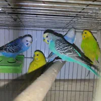 حدود ده جفت مرغ عشق هلندی چشم سرخ همه دستی و مولد|پرنده|شاهین‌شهر, شهرک گلدیس|دیوار