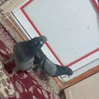 کبوتر سبز تهرانی
