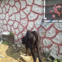 ۳راس لیشه دورگ چالوسی         گاو ورزا|حیوانات مزرعه|رشت, حومه رشت|دیوار