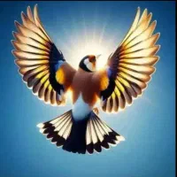 سهره نر بخون