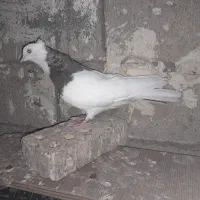 فروش ۲تارنگی