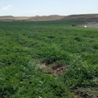 اجاره زمین وچاه کشاورزی