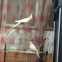 عروس هلندی لوتینا|پرنده|یزد, |دیوار