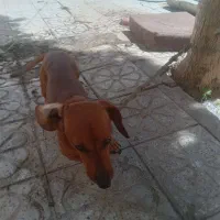 واگذاری سگ سوسیسی