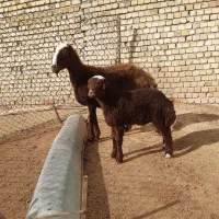 گوسفند بز بره