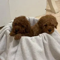 توی پودل دارک رد