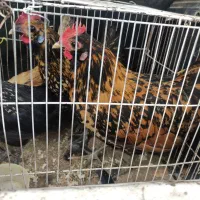 مرغ و خروس مینیاتوری