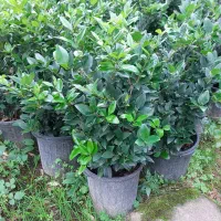 گل یاس هلندی سطل ۱۰