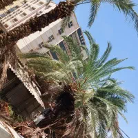 بریدن نخل تمیزکردن نخل سمپاشی نخل هرس نخل