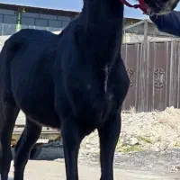 کره اسب نریان