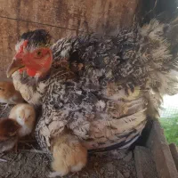 مرغ گردن لخت با جوجه