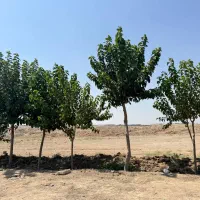 زمینی ۱۸۵ متری در مهرشهر کرج سند تک برگ زیر قیمت