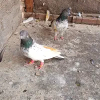 دوتا.نر‌شخی