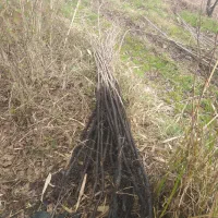 نهال صنوبر ۲ ساله