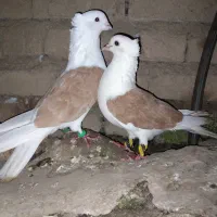 کبوتر دوبال