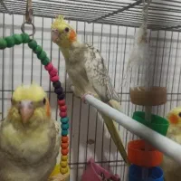 آماده سخنگو|پرنده|برخوار, |دیوار