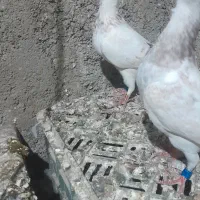 ساراوقون فری|پرنده|گنبد کاووس, |دیوار