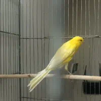 قناری نر بلند