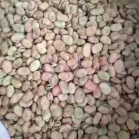 باقالی حدود ۵۰۰کیلو موجود هست|عمده‌فروشی|سراب, |دیوار