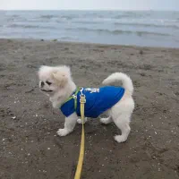 سگ پیکینز نر ۲ دوساله|سگ|هشتگرد, هشتگرد قدیم|دیوار