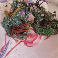 دکوراسیون داخل اکواریوم|ماهی|رشت, حاجی آباد|دیوار