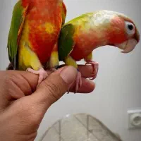 جوجه گیرینچیک رام دستی سخنگو تک وتعداد