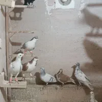 کبوتر رنگی|پرنده|اردکان, |دیوار