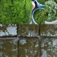 فروشگاه سبزی دشت بزرگ