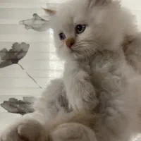 واگذاری گربه پرشین هیمالین