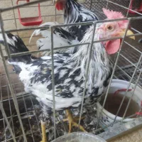 فروش خروس جوان گلین ۴ عدد و نیمچه