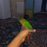 طوطی گرینچیک|پرنده|میناب, |دیوار