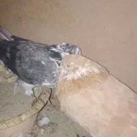 کبوتر|پرنده|آفتاب, |دیوار