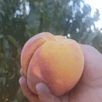 فروش کلیه نهالهای مثمروغیرمثمر(انگورمندراب