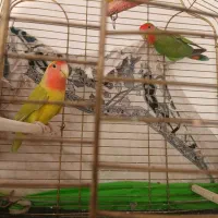 یک جفت طوطی برزیلی مولد  به همراه قفس وسایرلوازم|پرنده|قم, شهرک قدس|دیوار