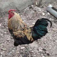 یک عدد خروس محلی