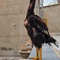 خروس لاری اصیل