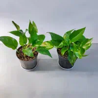 گل و گیاه آپارتمانی و پک تخفیفی
