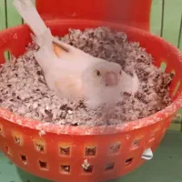 قناری|پرنده|مرودشت, کناره|دیوار