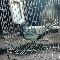 کبوتر رنگی کفتر بوم|پرنده|مشهد, مشکینی (شهرک غرب)|دیوار