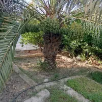 شغل باغداری انجام میدم
