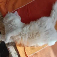 گربه های گوگولی