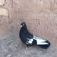 ماده  قره سینه یا همون سینه سیاه|پرنده|تربت جام, جامرود|دیوار
